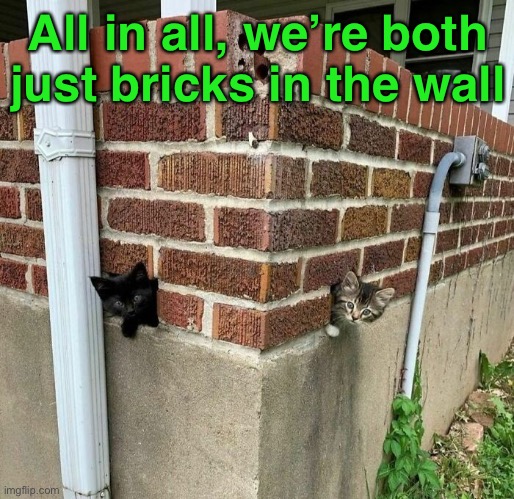 We Don’t Need No Edu-cat-tion | All in all, we’re both just bricks in the wall | image tagged in funny memes,funny cat memes,pink floyd | made w/ Imgflip meme maker
