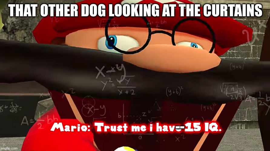 Trust me I have 15 IQ | THAT OTHER DOG LOOKING AT THE CURTAINS -- | image tagged in trust me i have 15 iq | made w/ Imgflip meme maker