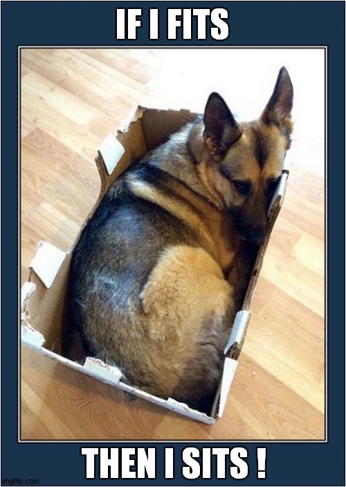 A Dog Bought Up With Cats ? | IF I FITS; THEN I SITS ! | image tagged in dogs,boxes | made w/ Imgflip meme maker