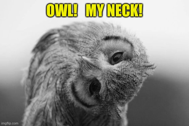 Owl with head tilted to the side | OWL!   MY NECK! | image tagged in owl with head tilted to the side | made w/ Imgflip meme maker