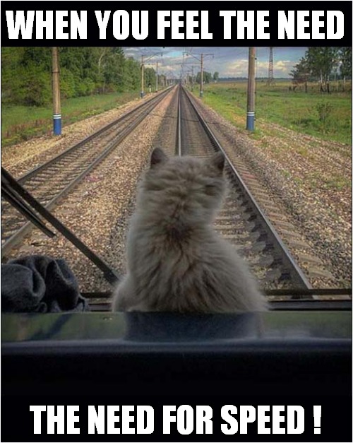 Cat Lets The Train Take The Strain ! | WHEN YOU FEEL THE NEED; THE NEED FOR SPEED ! | image tagged in cats,need for speed,railways | made w/ Imgflip meme maker