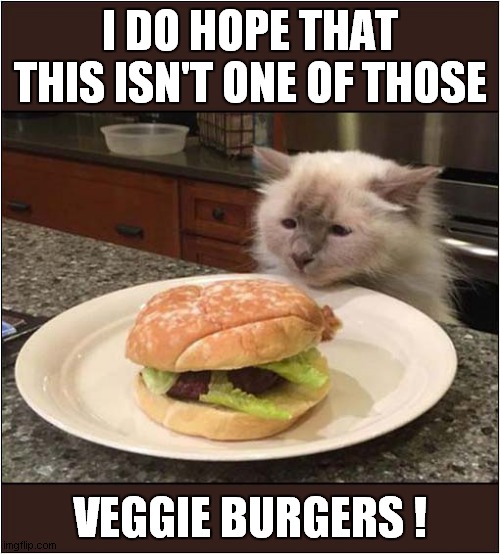 A Cats Fast Food Choice ! | I DO HOPE THAT THIS ISN'T ONE OF THOSE; VEGGIE BURGERS ! | image tagged in cats,vegetarian,burgers | made w/ Imgflip meme maker