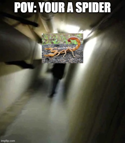Only Bug Fans would understand this. | POV: YOUR A SPIDER | image tagged in shadow man chasing,spider,memes,scorpion,animals,bugs | made w/ Imgflip meme maker