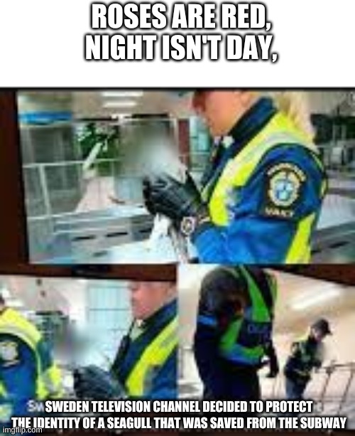 But why? |  ROSES ARE RED,
NIGHT ISN'T DAY, SWEDEN TELEVISION CHANNEL DECIDED TO PROTECT THE IDENTITY OF A SEAGULL THAT WAS SAVED FROM THE SUBWAY | image tagged in oh wow are you actually reading these tags,seagull,roses are red,fun,memes | made w/ Imgflip meme maker