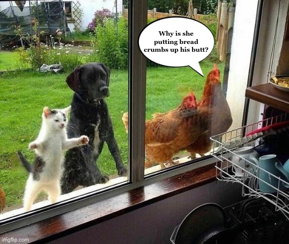 If Animals Could Talk | Why is she putting bread crumbs up his butt? | image tagged in funny memes,stuffing the turkey,christmas | made w/ Imgflip meme maker