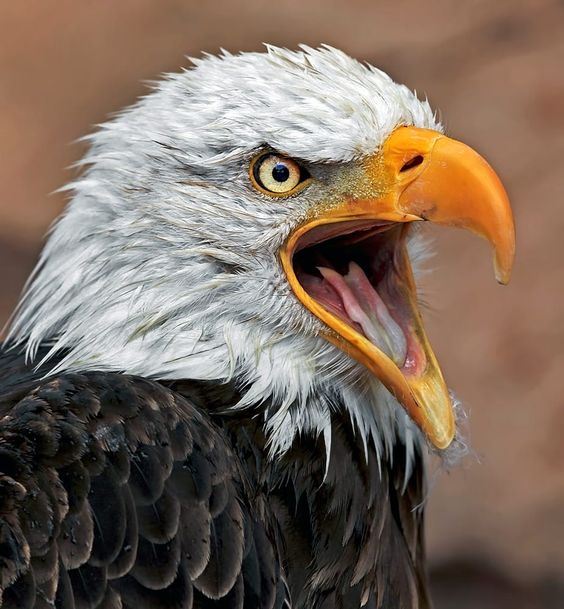 High Quality eagle Blank Meme Template