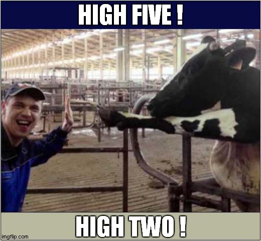 Hand To Cloven Hoof Greeting ! | HIGH FIVE ! HIGH TWO ! | image tagged in high five,cows,cloven hoof | made w/ Imgflip meme maker
