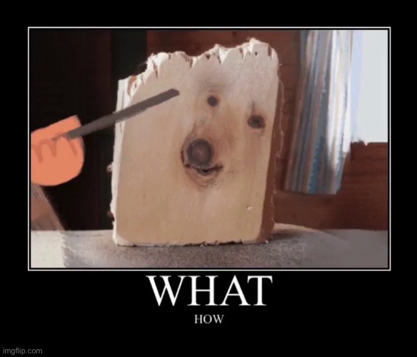 LOL | image tagged in funny | made w/ Imgflip meme maker