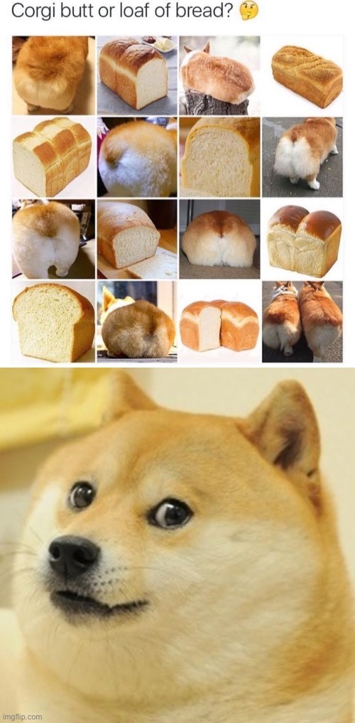 image tagged in memes,doge,bread,doge bread,corgi,doge vs bread | made w/ Imgflip meme maker