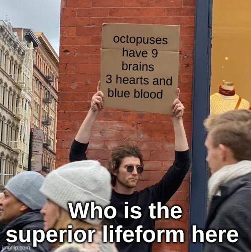 octopuses have 9 brains 
3 hearts and blue blood; Who is the superior lifeform here | image tagged in memes,guy holding cardboard sign | made w/ Imgflip meme maker