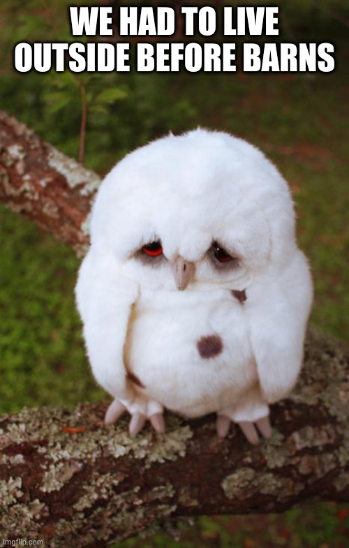 sad owl | WE HAD TO LIVE OUTSIDE BEFORE BARNS | image tagged in sad owl | made w/ Imgflip meme maker