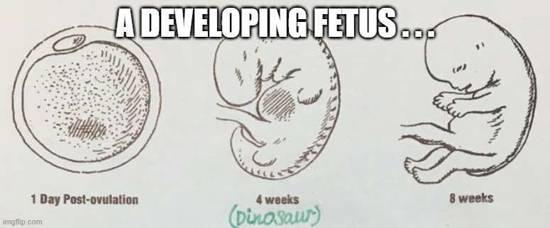 A Developing Fetus? | A DEVELOPING FETUS . . . | image tagged in fetus,development,upvote week,funnymemes,dinosaur | made w/ Imgflip meme maker