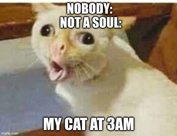 It do be true tho...... | NOBODY:
 NOT A SOUL:; MY CAT AT 3AM | image tagged in cat,funny animals | made w/ Imgflip meme maker