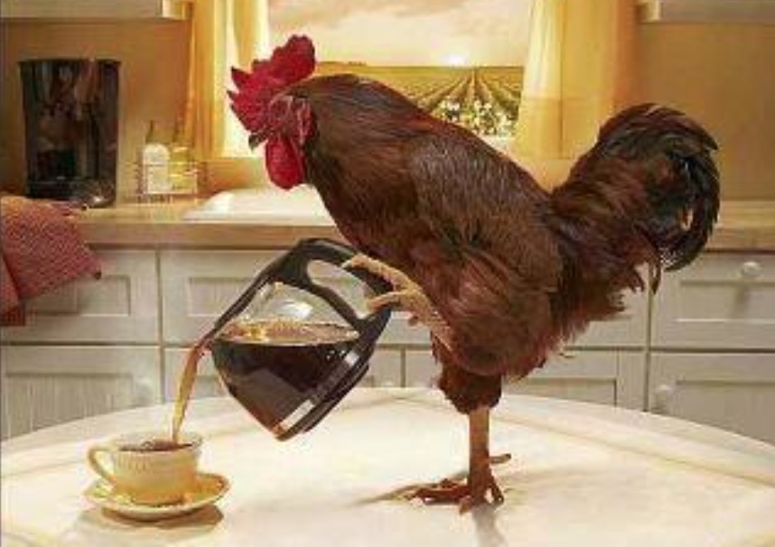High Quality Chicken coffee morning Blank Meme Template