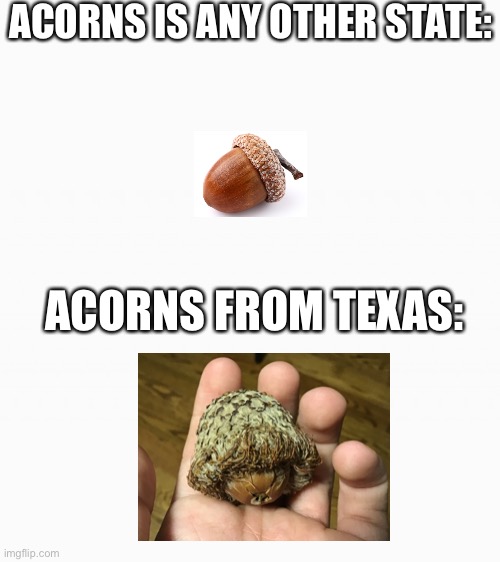 I actually got that acorn from Texas. it’s from a bald cypress. | ACORNS IS ANY OTHER STATE:; ACORNS FROM TEXAS: | image tagged in white box | made w/ Imgflip meme maker