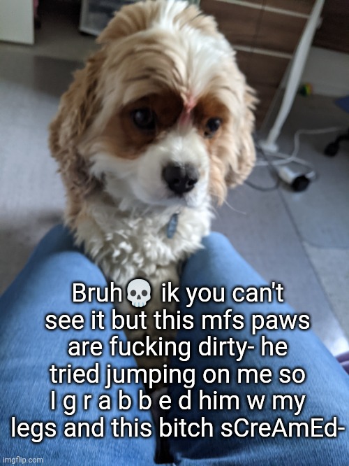 he's so damn cute tho | Bruh💀 ik you can't see it but this mfs paws are fucking dirty- he tried jumping on me so I g r a b b e d him w my legs and this bitch sCreAmEd- | made w/ Imgflip meme maker