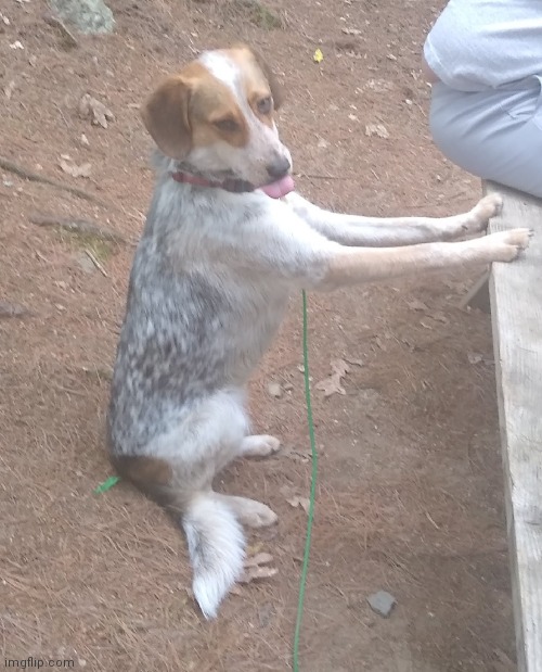 My dog be like | made w/ Imgflip meme maker