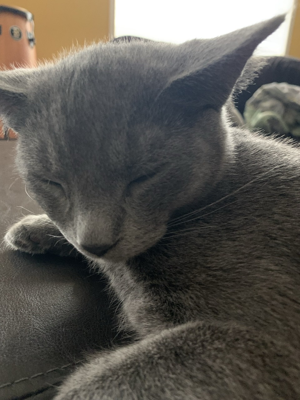 High Quality Sleepy Cat Blank Meme Template