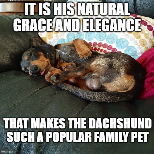 Elegance | IT IS HIS NATURAL GRACE AND ELEGANCE; THAT MAKES THE DACHSHUND SUCH A POPULAR FAMILY PET | image tagged in sleep | made w/ Imgflip meme maker