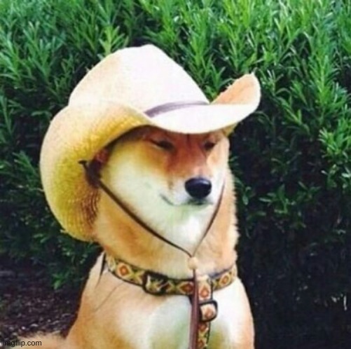 Wot in Tarnation Dog | image tagged in wot in tarnation dog | made w/ Imgflip meme maker