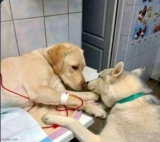 Dogs are like humans. they care for each other | image tagged in dogs | made w/ Imgflip meme maker