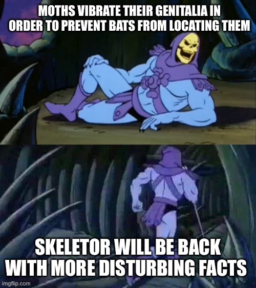 Disturbing facts | MOTHS VIBRATE THEIR GENITALIA IN ORDER TO PREVENT BATS FROM LOCATING THEM; SKELETOR WILL BE BACK WITH MORE DISTURBING FACTS | image tagged in skeletor disturbing facts | made w/ Imgflip meme maker