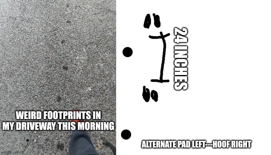 Mystery footprints in the snow | 24 INCHES; WEIRD FOOTPRINTS IN MY DRIVEWAY THIS MORNING; ALTERNATE PAD LEFT---HOOF RIGHT | image tagged in footprints | made w/ Imgflip meme maker