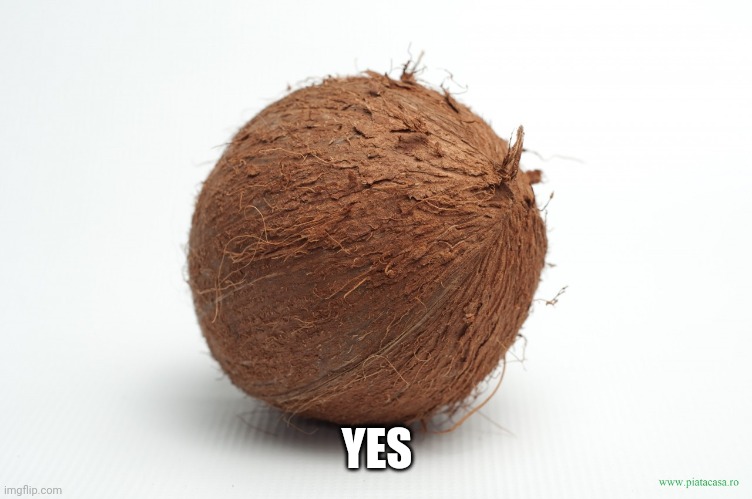 coconut | YES | image tagged in coconut | made w/ Imgflip meme maker