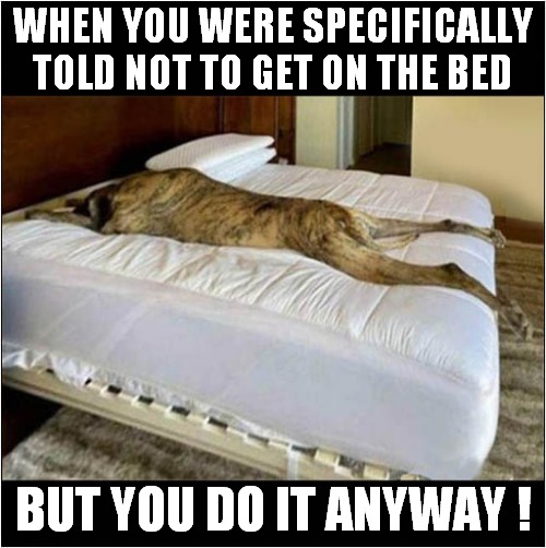 A Dogs Comfy Spot | WHEN YOU WERE SPECIFICALLY TOLD NOT TO GET ON THE BED; BUT YOU DO IT ANYWAY ! | image tagged in dogs,bed,defiance | made w/ Imgflip meme maker