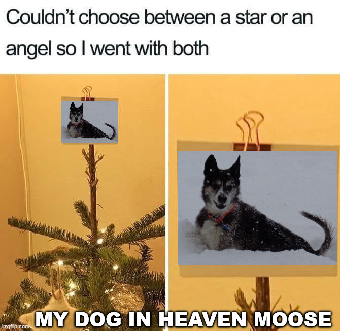 MY DOG IN HEAVEN MOOSE | image tagged in dogs | made w/ Imgflip meme maker