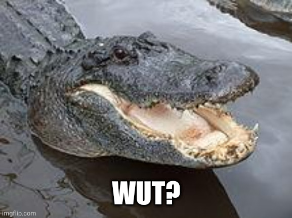 Alligator Wut | WUT? | image tagged in alligator wut | made w/ Imgflip meme maker