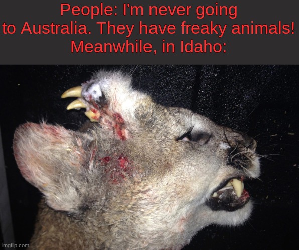 ayo what the frick | People: I'm never going to Australia. They have freaky animals!
Meanwhile, in Idaho: | image tagged in cursed image,stop reading the tags,barney will eat all of your delectable biscuits | made w/ Imgflip meme maker