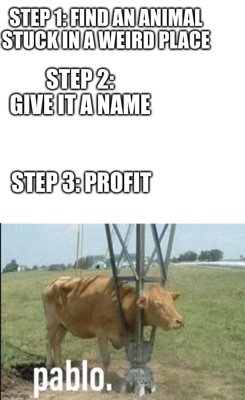pablo. | STEP 1: FIND AN ANIMAL STUCK IN A WEIRD PLACE; STEP 2: GIVE IT A NAME; STEP 3: PROFIT | image tagged in blank space,funny animals,a random meme | made w/ Imgflip meme maker