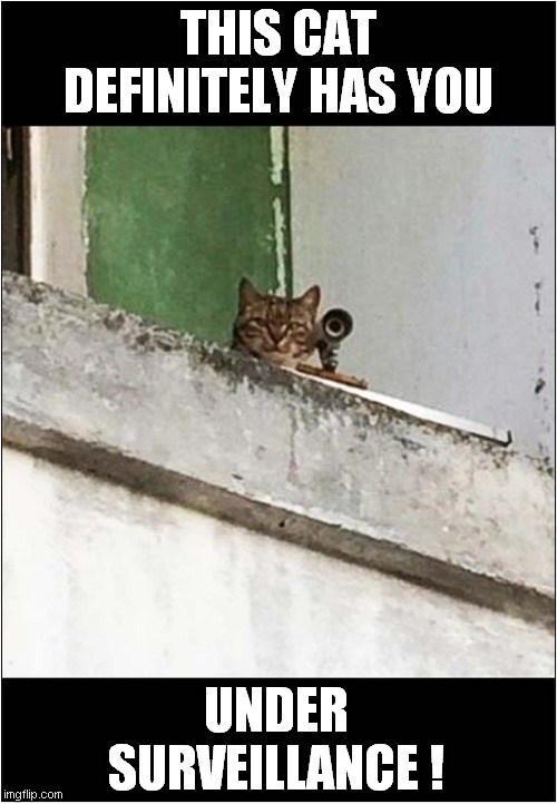 You Are Being Watched ! | THIS CAT DEFINITELY HAS YOU; UNDER SURVEILLANCE ! | image tagged in cats,surveillance,im watching you | made w/ Imgflip meme maker