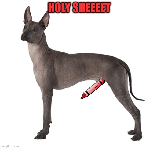 HOLY SHEEEET | made w/ Imgflip meme maker