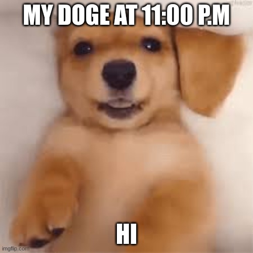 MY DOGE AT 11:00 P.M; HI | image tagged in doge | made w/ Imgflip meme maker