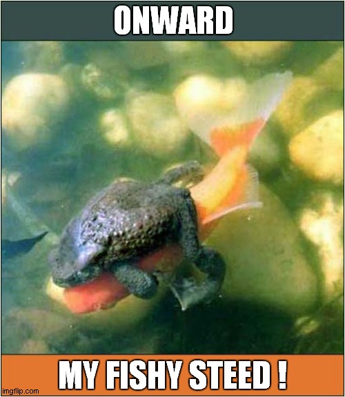 Toad Riding Goldfish ! | ONWARD; MY FISHY STEED ! | image tagged in toads,goldfish,onward steed | made w/ Imgflip meme maker