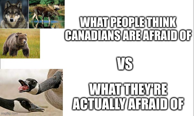 here's a random meme for y'all | WHAT PEOPLE THINK CANADIANS ARE AFRAID OF; VS; WHAT THEY'RE ACTUALLY AFRAID OF | image tagged in white background,memes,relatable | made w/ Imgflip meme maker