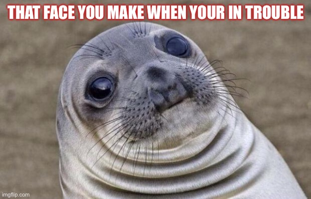 Awkward Moment Sealion |  THAT FACE YOU MAKE WHEN YOUR IN TROUBLE | image tagged in memes,awkward moment sealion | made w/ Imgflip meme maker
