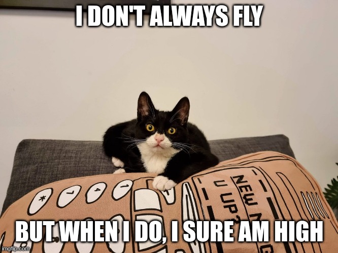 Yeeting Cats |  I DON'T ALWAYS FLY; BUT WHEN I DO, I SURE AM HIGH | image tagged in yeeting cats | made w/ Imgflip meme maker