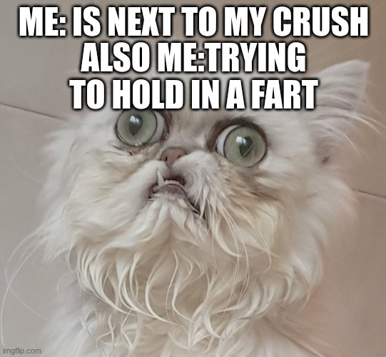Fart | ME: IS NEXT TO MY CRUSH; ALSO ME:TRYING TO HOLD IN A FART | image tagged in wilfred warrior the cat,meem | made w/ Imgflip meme maker
