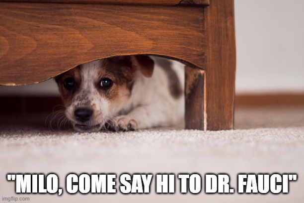 The horror | "MILO, COME SAY HI TO DR. FAUCI" | image tagged in dr fauci,memes,dog | made w/ Imgflip meme maker