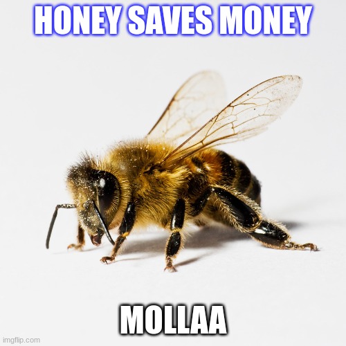 Honey bee | HONEY SAVES MONEY; MOLLAA | image tagged in honey bee | made w/ Imgflip meme maker