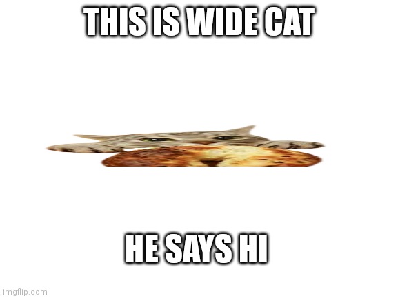 Wide cat | THIS IS WIDE CAT; HE SAYS HI | image tagged in blank white template | made w/ Imgflip meme maker