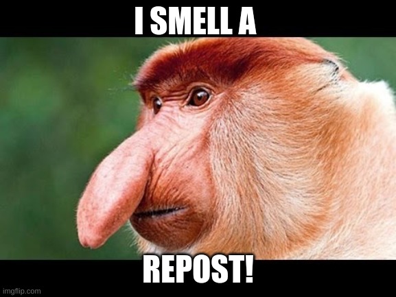 Who´s is a repost? | I SMELL A REPOST! | image tagged in big nose monkey | made w/ Imgflip meme maker