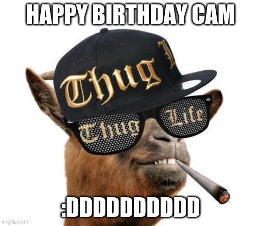 thug life camel | HAPPY BIRTHDAY CAM; :DDDDDDDDDD | image tagged in thug life camel | made w/ Imgflip meme maker