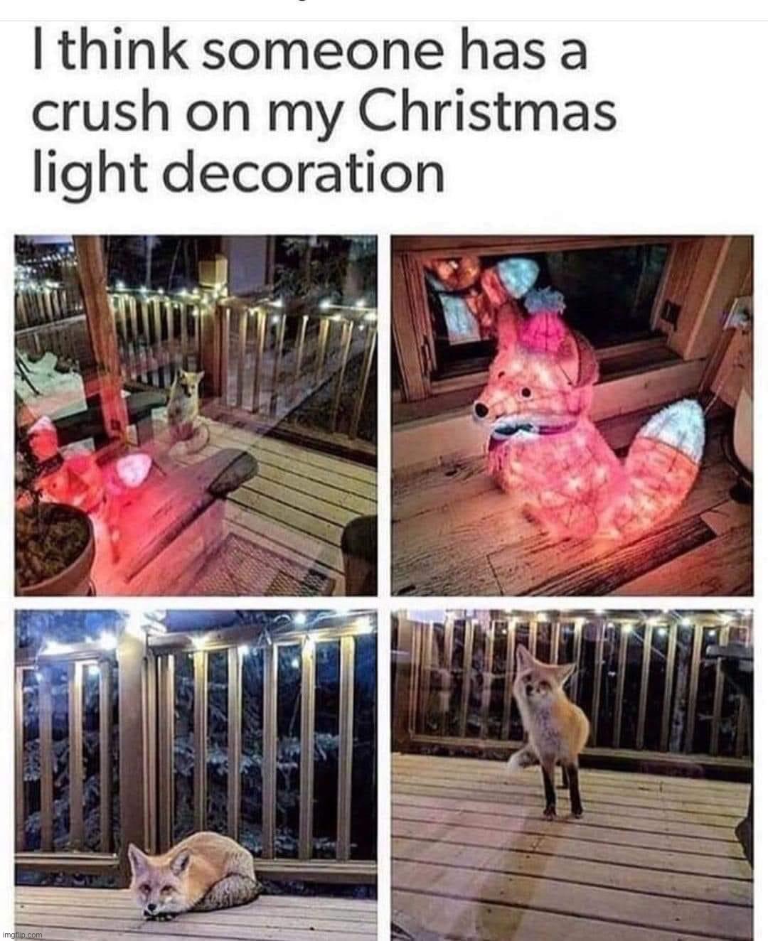 Fox Christmas lights | image tagged in fox christmas lights | made w/ Imgflip meme maker
