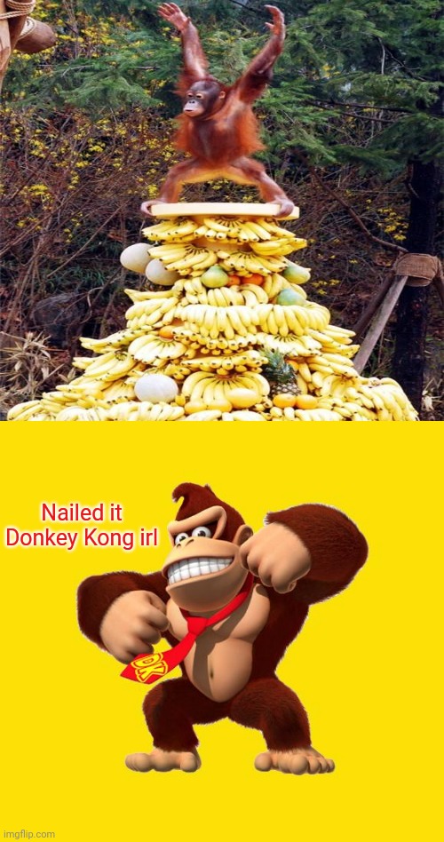 Donkey Kong irl | Nailed it Donkey Kong irl | image tagged in donkey kong,nailed it,memes,meme,gaming,funny memes | made w/ Imgflip meme maker
