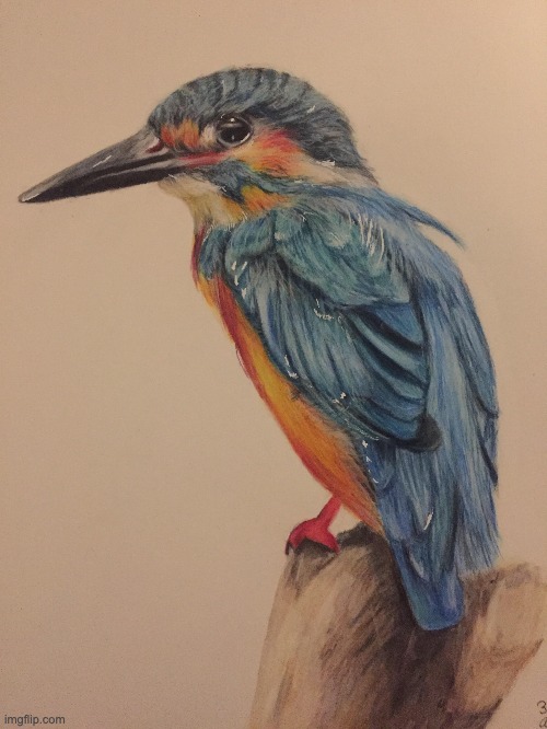 7h bird drawing I made with colored pencils | image tagged in drawing,animals | made w/ Imgflip meme maker
