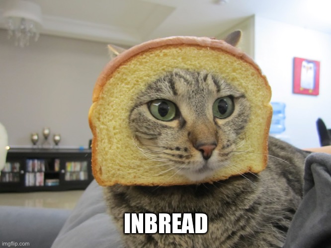 Inbred Cat | INBREAD | image tagged in inbred,inbread,bread,cat | made w/ Imgflip meme maker